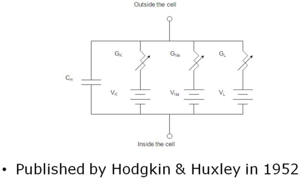 Hodgkin-Huxley-model.jpg