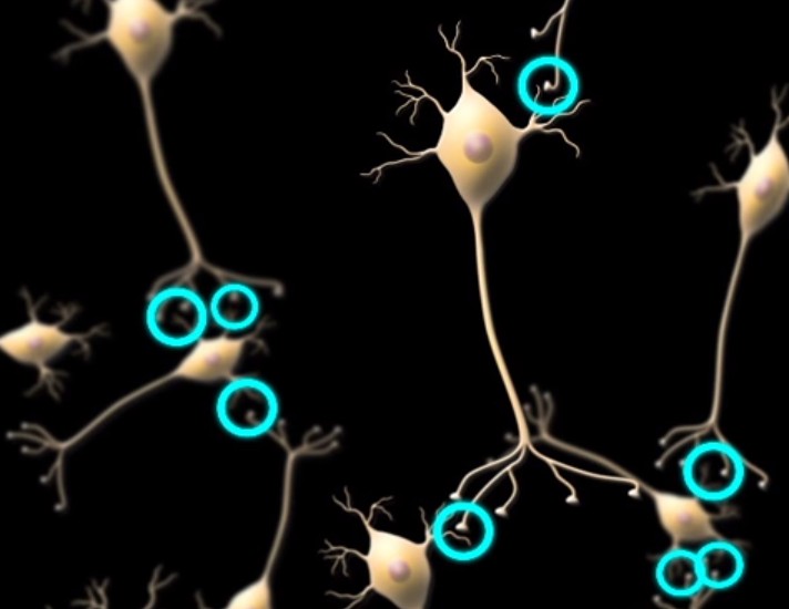 brain-uses-synapse-for-communication.jpg brain-uses-synapse-for-communication.jpg