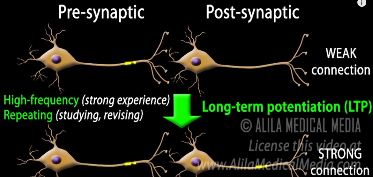 weak-and-strong-synapses.jpg weak-and-strong-synapses.jpg