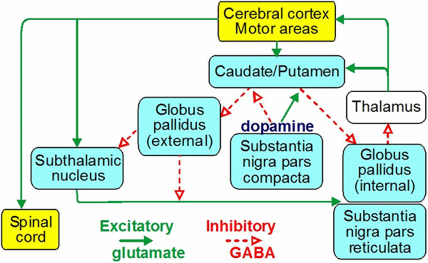 basal-ganglia-pathways.gif