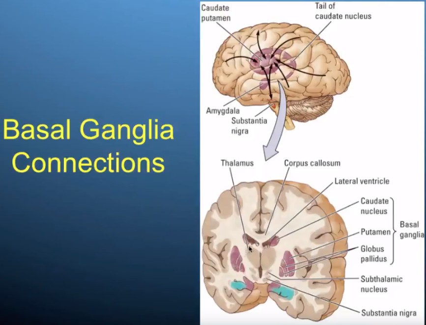 pasal_Ganglia_connections.jpg
