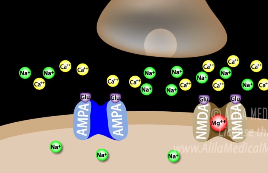 SAMPA and NMDA Receptors.jpg SAMPA and NMDA Receptors.jpg