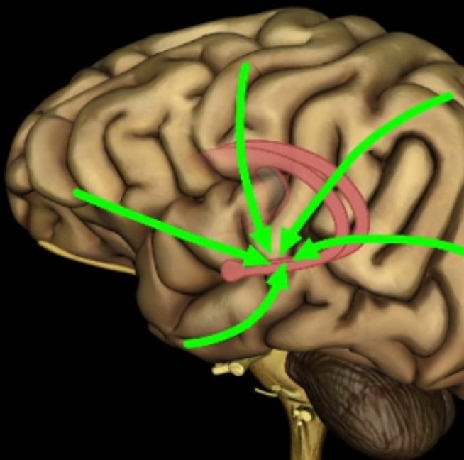 signals-to-hypocupsu.jpg signals-to-hypocupsu.jpg